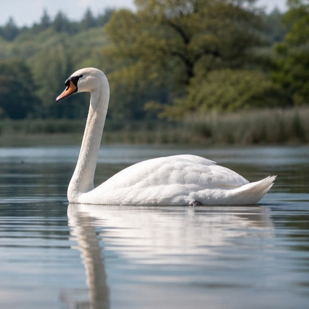 metafield animal swan square 01