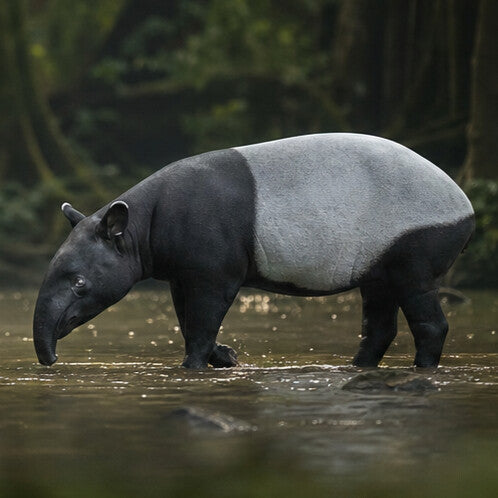 Tapir