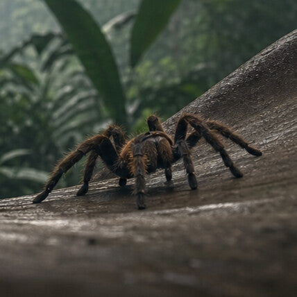 Tarantula