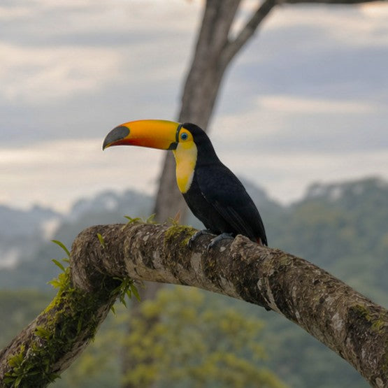 Toucan