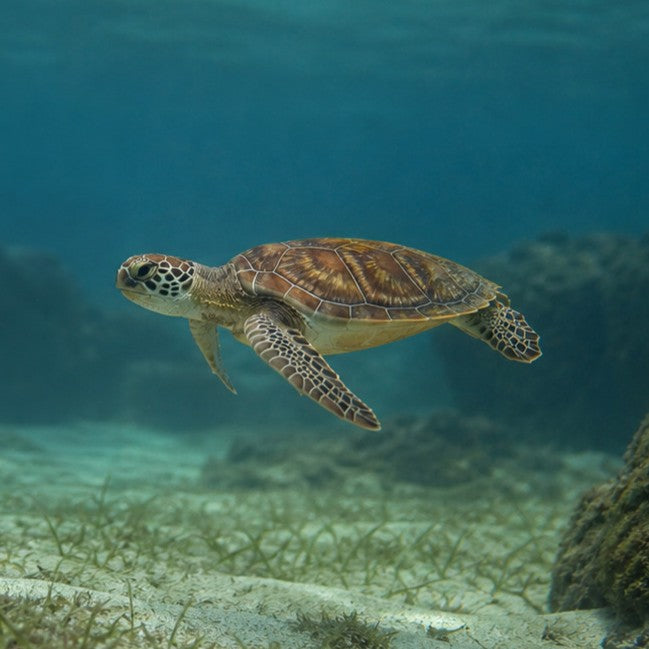 Turtle