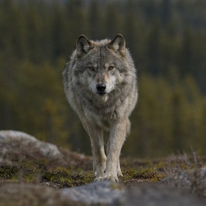 Wolf