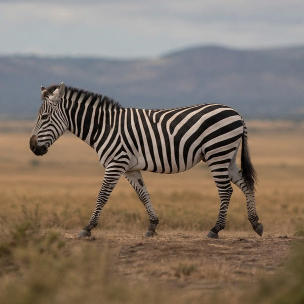 Zebra
