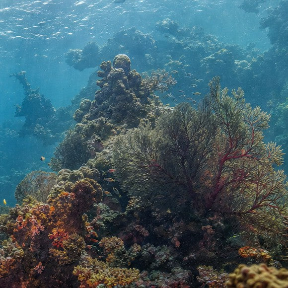 Coral Reef