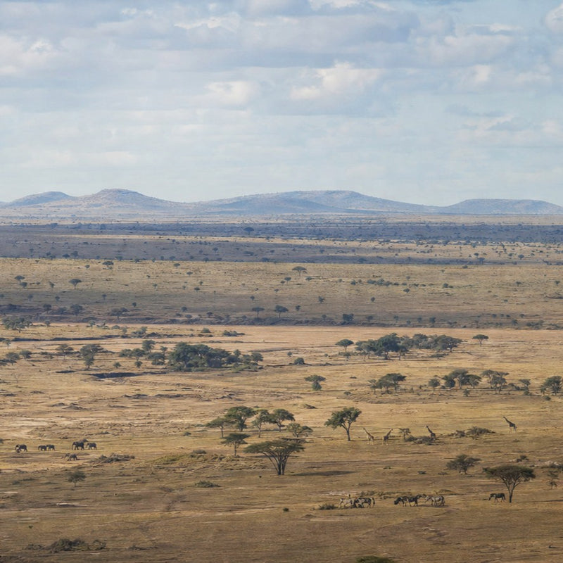 Plains