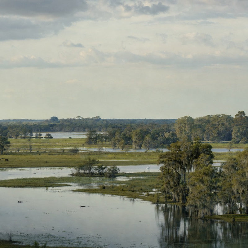Wetlands