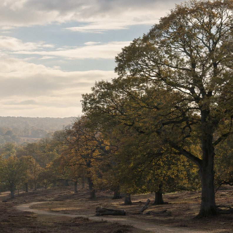 Woodland